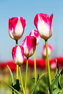 포토 JPG 주간 식물 계절 꽃 컬러 백그라운드 꽃밭 꽃백그라운드 봄꽃 자연 한국 풍경 근접촬영 사람없음 야외 아웃포커스 빨간색 봄풍경 봄 튤립 흰색 충청남도 태안 국내포토 자연요소 아시아 뷰포인트 촬영기법 생태계 충청도 파일형식