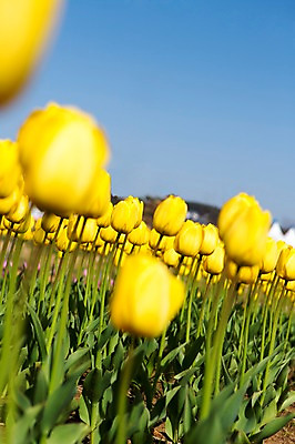 포토 JPG 주간 식물 계절 꽃 컬러 백그라운드 꽃밭 꽃백그라운드 봄꽃 자연 한국 풍경 사람없음 야외 아웃포커스 노란색 봄풍경 봄 튤립 충청남도 태안 국내포토 자연요소 아시아 촬영기법 생태계 충청도 파일형식