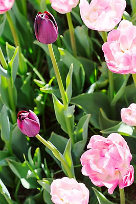 포토 JPG 주간 식물 계절 꽃 분홍색 컬러 백그라운드 꽃밭 꽃백그라운드 봄꽃 자연 한국 풍경 근접촬영 사람없음 야외 아웃포커스 보라색 봄풍경 봄 튤립 충청남도 태안 국내포토 자연요소 아시아 뷰포인트 촬영기법 생태계 충청도 파일형식