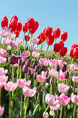 포토 JPG 주간 식물 계절 꽃 분홍색 컬러 백그라운드 꽃밭 꽃백그라운드 봄꽃 자연 한국 풍경 근접촬영 사람없음 야외 아웃포커스 빨간색 보라색 봄풍경 봄 튤립 충청남도 태안 국내포토 자연요소 아시아 뷰포인트 촬영기법 생태계 충청도 파일형식