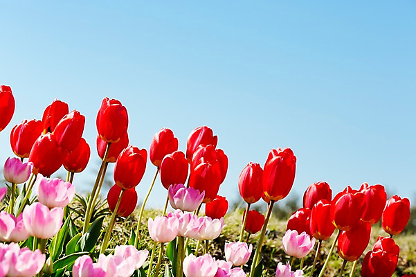 포토 JPG 주간 식물 계절 꽃 분홍색 컬러 백그라운드 꽃밭 꽃백그라운드 봄꽃 자연 한국 풍경 근접촬영 사람없음 야외 아웃포커스 빨간색 봄풍경 봄 튤립 충청남도 태안 국내포토 자연요소 아시아 뷰포인트 촬영기법 생태계 충청도 파일형식