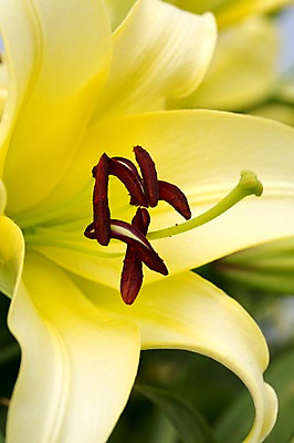 포토 JPG 주간 식물 계절 꽃 컬러 백그라운드 꽃밭 꽃백그라운드 봄꽃 자연 한국 풍경 근접촬영 사람없음 야외 아웃포커스 노란색 봄풍경 봄 꽃술_꽃 충청남도 백합 태안 암술 국내포토 자연요소 아시아 뷰포인트 촬영기법 생태계 충청도 파일형식