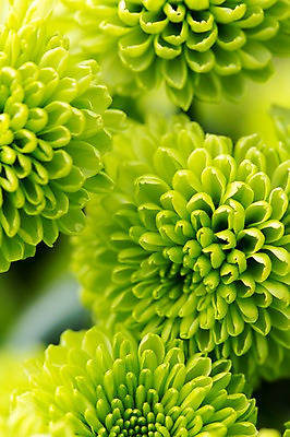 포토 JPG 주간 식물 계절 꽃 컬러 백그라운드 꽃밭 꽃백그라운드 봄꽃 자연 한국 국화 풍경 근접촬영 사람없음 야외 아웃포커스 연두색 봄풍경 봄 충청남도 소국 태안 그린소국 국내포토 자연요소 아시아 뷰포인트 촬영기법 초록색 생태계 충청도 파일형식