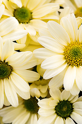 포토 JPG 주간 식물 계절 꽃 컬러 백그라운드 꽃밭 꽃백그라운드 봄꽃 자연 한국 국화 풍경 근접촬영 사람없음 야외 아웃포커스 봄풍경 봄 흰색 충청남도 소국 태안 국내포토 자연요소 아시아 뷰포인트 촬영기법 생태계 충청도 파일형식