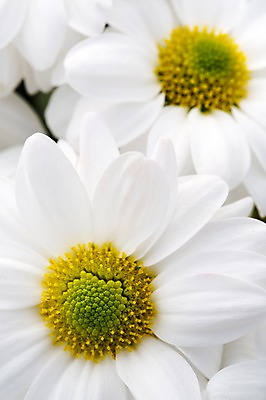 포토 JPG 주간 식물 계절 꽃 컬러 백그라운드 꽃밭 꽃백그라운드 봄꽃 자연 한국 국화 풍경 근접촬영 사람없음 야외 아웃포커스 봄풍경 봄 흰색 충청남도 소국 태안 국내포토 자연요소 아시아 뷰포인트 촬영기법 생태계 충청도 파일형식