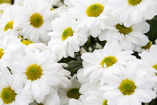 포토 JPG 주간 식물 계절 꽃 컬러 백그라운드 꽃밭 꽃백그라운드 봄꽃 자연 한국 국화 풍경 근접촬영 사람없음 야외 아웃포커스 봄풍경 봄 흰색 충청남도 소국 태안 국내포토 자연요소 아시아 뷰포인트 촬영기법 생태계 충청도 파일형식