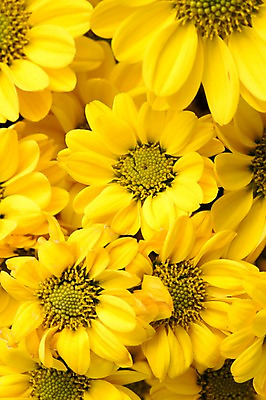 포토 JPG 주간 식물 계절 꽃 컬러 백그라운드 꽃밭 꽃백그라운드 봄꽃 자연 한국 국화 풍경 근접촬영 사람없음 야외 아웃포커스 노란색 봄풍경 봄 충청남도 소국 태안 국내포토 자연요소 아시아 뷰포인트 촬영기법 생태계 충청도 파일형식