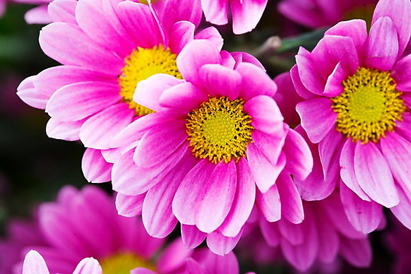 포토 JPG 주간 식물 계절 꽃 컬러 백그라운드 꽃밭 꽃백그라운드 봄꽃 자연 한국 국화 풍경 근접촬영 사람없음 야외 아웃포커스 봄풍경 봄 충청남도 자주색 소국 태안 국내포토 자연요소 아시아 뷰포인트 촬영기법 생태계 충청도 파일형식