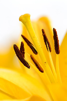 포토 JPG 주간 식물 계절 꽃 컬러 백그라운드 꽃밭 꽃백그라운드 봄꽃 자연 한국 풍경 근접촬영 사람없음 야외 아웃포커스 봄풍경 봄 꽃술_꽃 충청남도 백합 태안 암술 국내포토 자연요소 아시아 뷰포인트 촬영기법 생태계 충청도 파일형식