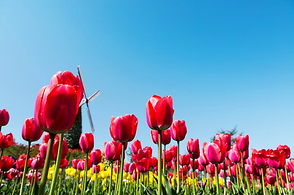 포토 JPG 주간 식물 건축물 계절 꽃 컬러 백그라운드 꽃밭 꽃백그라운드 봄꽃 자연 한국 풍경 근접촬영 사람없음 야외 건물 아웃포커스 빨간색 봄풍경 봄 풍차 튤립 충청남도 태안 국내포토 자연요소 건축 아시아 뷰포인트 촬영기법 생태계 충청도 파일형식