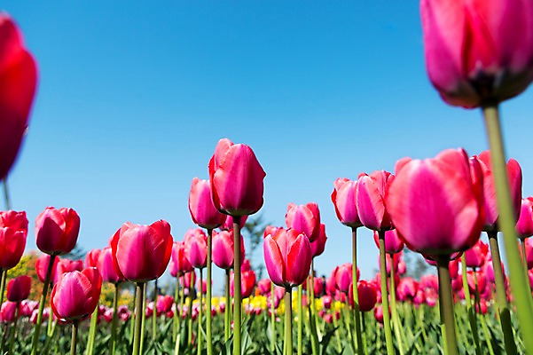 포토 JPG 주간 식물 계절 꽃 컬러 백그라운드 꽃밭 꽃백그라운드 봄꽃 자연 한국 풍경 근접촬영 사람없음 야외 아웃포커스 빨간색 봄풍경 봄 튤립 충청남도 태안 국내포토 자연요소 아시아 뷰포인트 촬영기법 생태계 충청도 파일형식