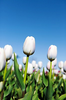 포토 JPG 주간 식물 계절 꽃 컬러 백그라운드 꽃밭 꽃백그라운드 봄꽃 자연 한국 풍경 근접촬영 사람없음 야외 아웃포커스 봄풍경 봄 튤립 흰색 충청남도 태안 국내포토 자연요소 아시아 뷰포인트 촬영기법 생태계 충청도 파일형식