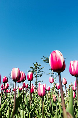 포토 JPG 주간 식물 계절 꽃 컬러 백그라운드 꽃밭 꽃백그라운드 봄꽃 자연 한국 풍경 근접촬영 사람없음 야외 아웃포커스 빨간색 봄풍경 봄 튤립 흰색 충청남도 태안 국내포토 자연요소 아시아 뷰포인트 촬영기법 생태계 충청도 파일형식