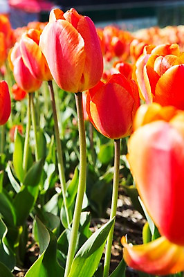 포토 JPG 주간 식물 계절 꽃 컬러 백그라운드 꽃밭 꽃백그라운드 봄꽃 자연 한국 풍경 근접촬영 사람없음 야외 아웃포커스 주황색 봄풍경 봄 튤립 충청남도 태안 국내포토 자연요소 아시아 뷰포인트 촬영기법 생태계 충청도 파일형식