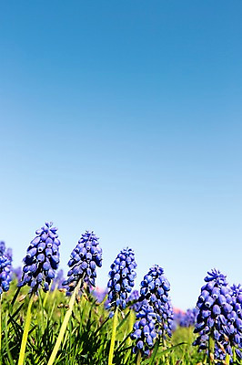 포토 JPG 주간 식물 계절 꽃 컬러 백그라운드 꽃밭 꽃백그라운드 봄꽃 자연 한국 풍경 근접촬영 사람없음 야외 아웃포커스 보라색 봄풍경 봄 충청남도 태안 히아신스 국내포토 자연요소 아시아 뷰포인트 촬영기법 생태계 충청도 파일형식