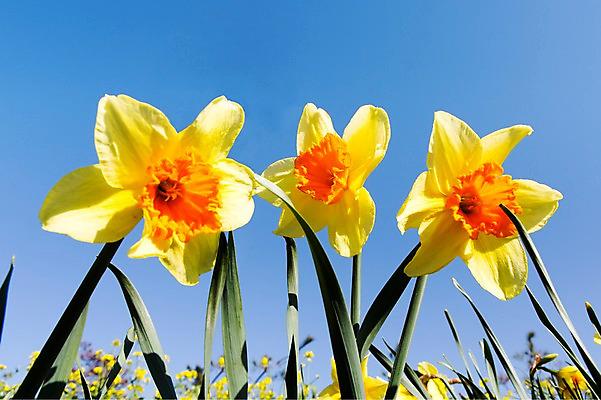 포토 JPG 주간 식물 계절 꽃 컬러 백그라운드 꽃밭 꽃백그라운드 봄꽃 자연 한국 풍경 근접촬영 사람없음 야외 아웃포커스 노란색 봄풍경 봄 충청남도 백합 태안 국내포토 자연요소 아시아 뷰포인트 촬영기법 생태계 충청도 파일형식