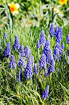 포토 JPG 주간 식물 계절 꽃 컬러 백그라운드 꽃밭 꽃백그라운드 봄꽃 자연 한국 풍경 근접촬영 사람없음 야외 아웃포커스 보라색 봄풍경 봄 충청남도 태안 히아신스 국내포토 자연요소 아시아 뷰포인트 촬영기법 생태계 충청도 파일형식