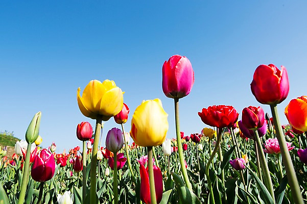 포토 JPG 주간 식물 계절 꽃 컬러 백그라운드 꽃밭 꽃백그라운드 봄꽃 자연 한국 풍경 근접촬영 사람없음 야외 빨간색 노란색 봄풍경 봄 튤립 충청남도 태안 국내포토 자연요소 아시아 뷰포인트 생태계 충청도 파일형식