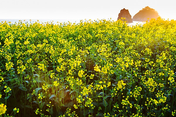 포토 JPG 주간 식물 계절 꽃 바다 컬러 백그라운드 꽃밭 꽃백그라운드 봄꽃 자연 한국 풍경 근접촬영 사람없음 야외 아웃포커스 노란색 봄풍경 봄 돌_바위 바위 충청남도 유채 태안 국내포토 자연요소 아시아 뷰포인트 촬영기법 생태계 충청도 파일형식