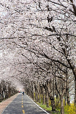포토 JPG 주간 전신 나무 식물 계절 꽃 길 컬러 백그라운드 꽃백그라운드 봄꽃 자연 한국 서기 풍경 근접촬영 여러명 야외 아웃포커스 봄풍경 봄 원근감 벚꽃 흰색 벚나무 개나리 국내포토 자연요소 아시아 뷰포인트 다수 모션 촬영기법 사람 생태계 파일형식