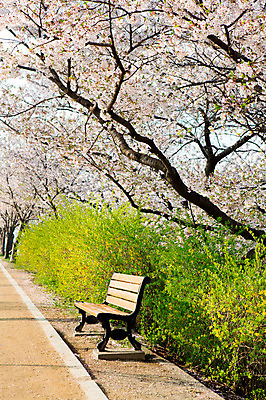 포토 JPG 주간 나무 식물 계절 공원 꽃 컬러 백그라운드 벤치 의자 꽃백그라운드 봄꽃 자연 한국 풍경 근접촬영 사람없음 야외 아웃포커스 봄풍경 봄 벚꽃 흰색 벚나무 개나리 국내포토 자연요소 공공시설 아시아 뷰포인트 가구 촬영기법 생태계 파일형식