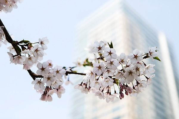 포토 JPG 주간 나무 식물 건축물 계절 꽃 컬러 백그라운드 꽃백그라운드 봄꽃 자연 한국 풍경 빌딩 사람없음 야외 건물 아웃포커스 봄풍경 봄 벚꽃 흰색 나뭇가지 벚나무 국내포토 자연요소 건축 아시아 촬영기법 생태계 파일형식