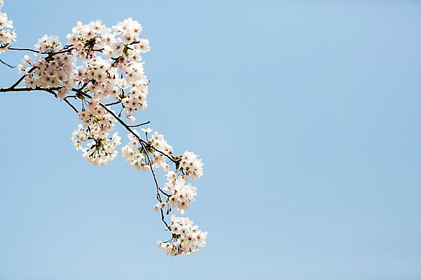 포토 JPG 주간 나무 식물 계절 꽃 컬러 백그라운드 꽃백그라운드 봄꽃 자연 한국 풍경 사람없음 야외 봄풍경 봄 벚꽃 흰색 나뭇가지 벚나무 국내포토 자연요소 아시아 생태계 파일형식