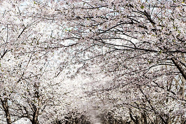 포토 JPG 주간 나무 식물 계절 꽃 컬러 백그라운드 꽃백그라운드 봄꽃 자연 한국 풍경 사람없음 야외 봄풍경 봄 벚꽃 흰색 벚나무 국내포토 자연요소 아시아 생태계 파일형식