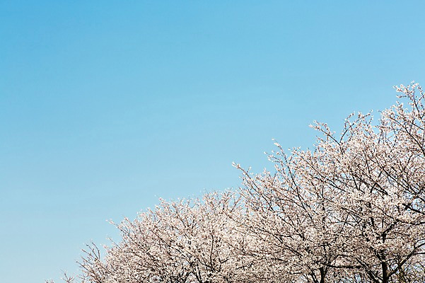 포토 JPG 주간 나무 식물 계절 꽃 컬러 백그라운드 봄꽃 자연 한국 풍경 사람없음 야외 봄풍경 봄 벚꽃 흰색 벚나무 국내포토 자연요소 아시아 생태계 파일형식