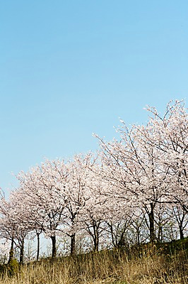 포토 JPG 주간 나무 식물 계절 꽃 컬러 백그라운드 꽃백그라운드 봄꽃 자연 한국 풍경 사람없음 야외 봄풍경 봄 벚꽃 흰색 벚나무 국내포토 자연요소 아시아 생태계 파일형식
