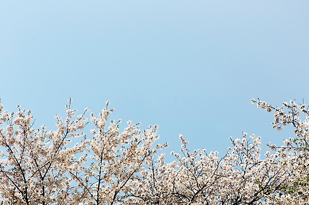 포토 JPG 주간 나무 식물 계절 꽃 컬러 백그라운드 꽃백그라운드 봄꽃 자연 한국 풍경 사람없음 야외 봄풍경 봄 벚꽃 흰색 벚나무 국내포토 자연요소 아시아 생태계 파일형식