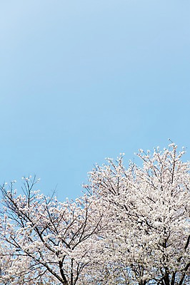 포토 JPG 주간 나무 식물 계절 꽃 컬러 백그라운드 꽃백그라운드 봄꽃 자연 한국 풍경 사람없음 야외 봄풍경 봄 벚꽃 흰색 벚나무 국내포토 자연요소 아시아 생태계 파일형식