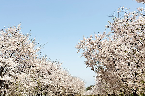 포토 JPG 주간 나무 식물 계절 꽃 컬러 백그라운드 꽃백그라운드 봄꽃 자연 한국 풍경 사람없음 야외 봄풍경 봄 벚꽃 흰색 벚나무 국내포토 자연요소 아시아 생태계 파일형식