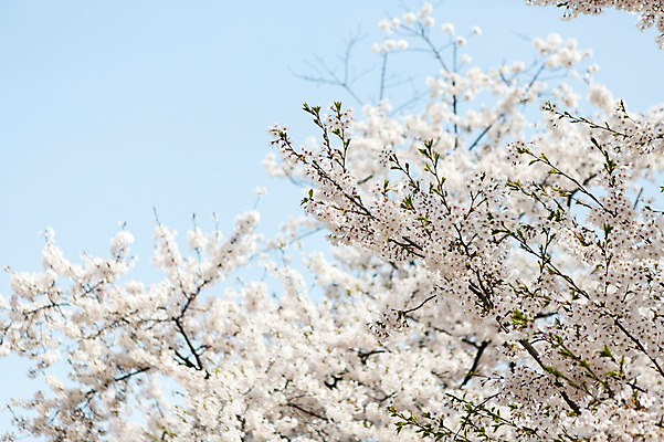포토 JPG 주간 나무 식물 계절 꽃 컬러 백그라운드 꽃백그라운드 봄꽃 자연 한국 풍경 근접촬영 사람없음 야외 아웃포커스 봄풍경 봄 벚꽃 흰색 나뭇가지 벚나무 국내포토 자연요소 아시아 뷰포인트 촬영기법 생태계 파일형식