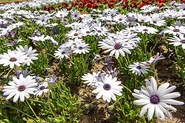 포토 JPG 주간 식물 계절 꽃 컬러 백그라운드 꽃밭 꽃백그라운드 봄꽃 자연 한국 풍경 근접촬영 사람없음 야외 봄풍경 봄 흰색 국내포토 자연요소 아시아 뷰포인트 생태계 파일형식
