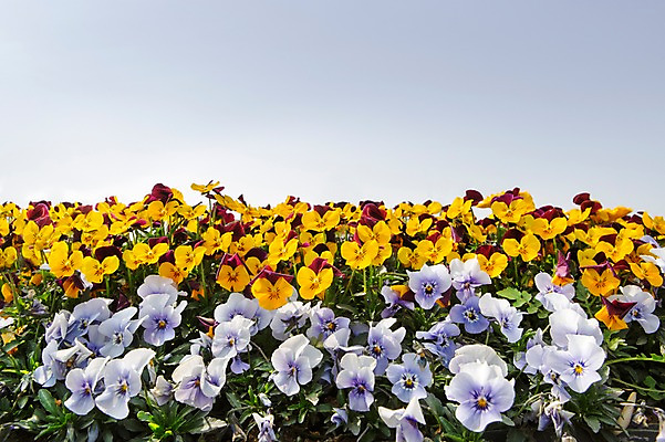 포토 JPG 주간 식물 계절 꽃 컬러 하늘색 백그라운드 꽃밭 꽃백그라운드 봄꽃 자연 한국 풍경 사람없음 야외 노란색 봄풍경 봄 팬지 국내포토 자연요소 아시아 파란색 생태계 파일형식