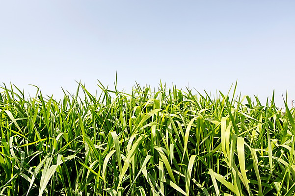 포토 JPG 주간 식물 컬러 배경화면 백그라운드 자연 한국 풍경 초원 사람없음 야외 초록색 풀 국내포토 자연요소 아시아 생태계 파일형식