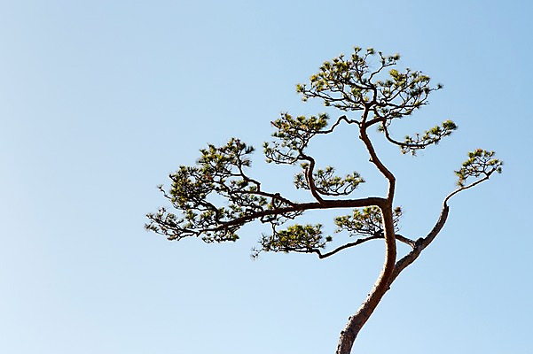 포토 JPG 주간 나무 식물 배경화면 백그라운드 자연 하늘 한국 풍경 사람없음 야외 나뭇가지 소나무 국내포토 자연요소 아시아 생태계 파일형식