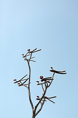 포토 JPG 주간 나무 식물 한국문화 한국전통 전통 전통문화 백그라운드 자연 하늘 한국 풍경 사람없음 야외 목재 장식 조형물 나뭇가지 공예 공예품 전통공예 목공예 민속공예 솟대 국내포토 자연요소 동양문화 아시아 문화 재료 미술 취미 생태계 파일형식