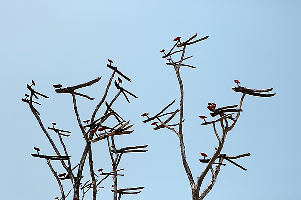 포토 JPG 주간 나무 식물 한국문화 한국전통 전통 전통문화 백그라운드 자연 하늘 한국 풍경 사람없음 야외 목재 장식 조형물 나뭇가지 공예 공예품 전통공예 목공예 민속공예 솟대 국내포토 자연요소 동양문화 아시아 문화 재료 미술 취미 생태계 파일형식