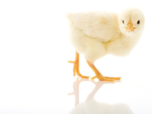 포토 JPG 스튜디오촬영 동물 한마리 조류 실내 병아리 사람없음 반사 노란색 귀여움 반려 국내포토 1 컬러 컨셉 내부 파일형식