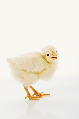 포토 JPG 스튜디오촬영 동물 한마리 조류 실내 병아리 사람없음 노란색 귀여움 반려 국내포토 1 컬러 컨셉 내부 파일형식