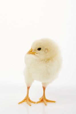 포토 JPG 스튜디오촬영 동물 한마리 조류 실내 병아리 사람없음 노란색 귀여움 반려 국내포토 1 컬러 컨셉 내부 파일형식