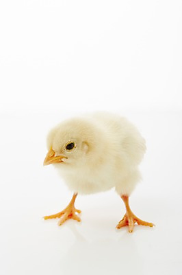 포토 JPG 스튜디오촬영 동물 한마리 조류 실내 병아리 사람없음 노란색 귀여움 반려 국내포토 1 컬러 컨셉 내부 파일형식