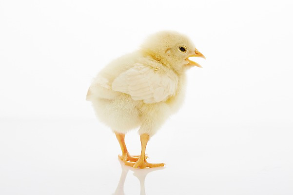 포토 JPG 스튜디오촬영 동물 한마리 조류 실내 병아리 사람없음 반사 노란색 귀여움 반려 국내포토 1 컬러 컨셉 내부 파일형식