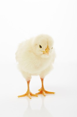 포토 JPG 스튜디오촬영 동물 한마리 조류 실내 병아리 사람없음 노란색 귀여움 반려 국내포토 1 컬러 컨셉 내부 파일형식