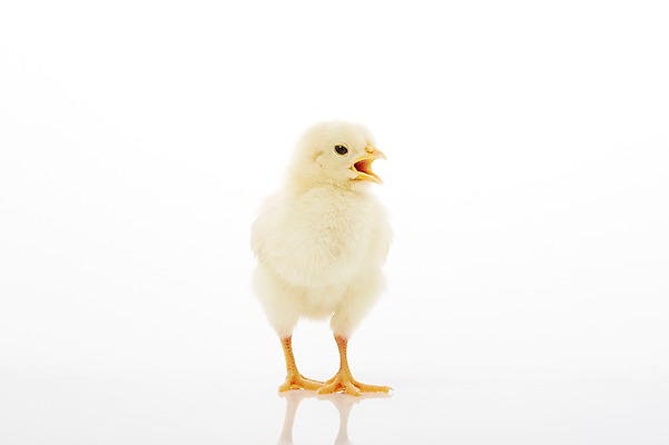 포토 JPG 스튜디오촬영 동물 한마리 조류 실내 병아리 사람없음 반사 노란색 귀여움 반려 국내포토 1 컬러 컨셉 내부 파일형식