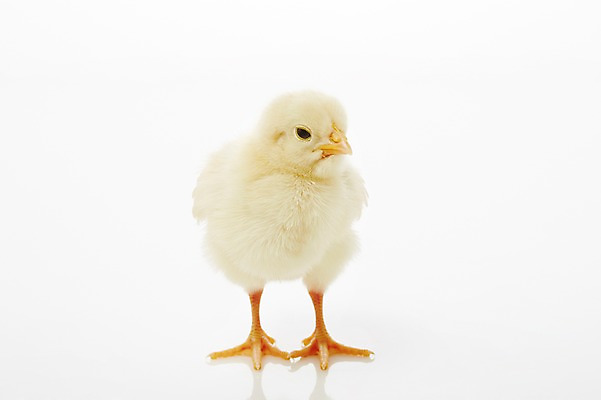 포토 JPG 스튜디오촬영 동물 한마리 조류 실내 병아리 사람없음 노란색 귀여움 반려 국내포토 1 컬러 컨셉 내부 파일형식