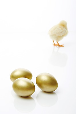 포토 JPG 스튜디오촬영 동물 한마리 조류 실내 병아리 사람없음 뒷모습 아웃포커스 노란색 귀여움 계란 알 황금알 반려 국내포토 1 뷰포인트 컬러 컨셉 촬영기법 내부 파일형식