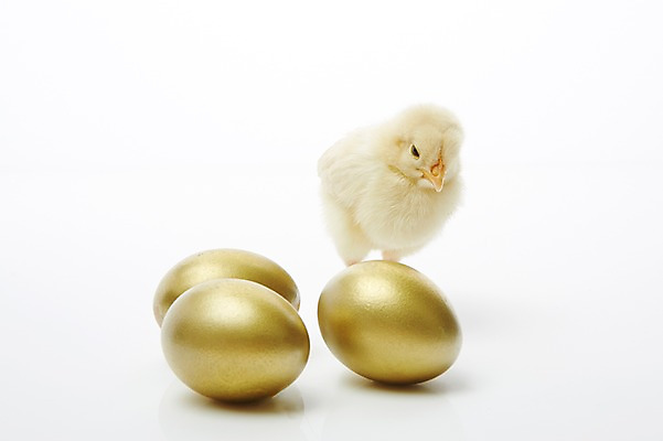 포토 JPG 스튜디오촬영 동물 한마리 조류 실내 병아리 사람없음 노란색 귀여움 계란 알 황금알 반려 국내포토 1 컬러 컨셉 내부 파일형식